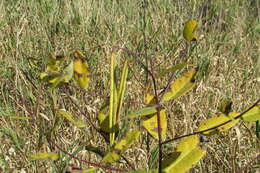 Image of Indian-hemp