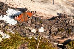 Image of Aglais io