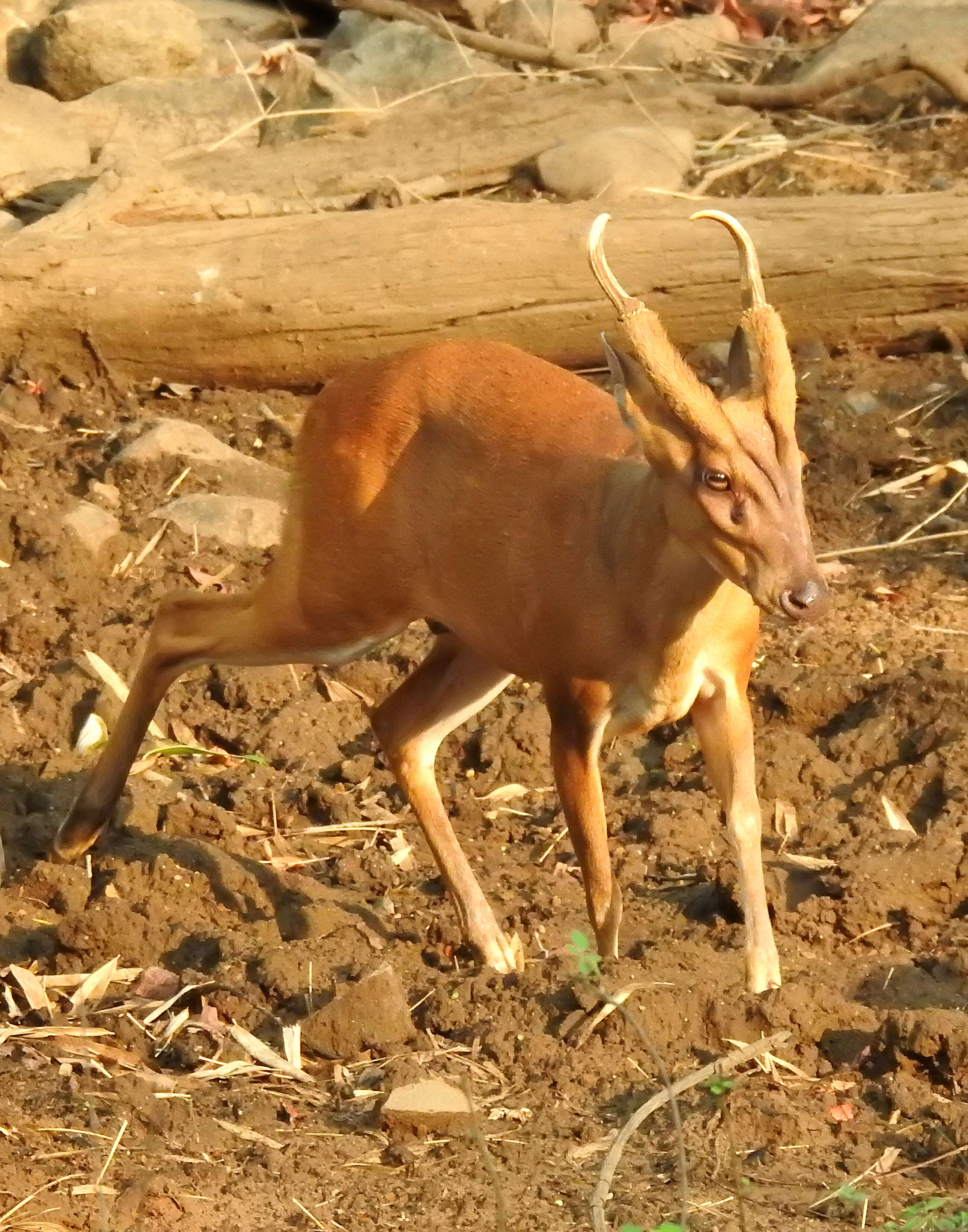 Image of Barking Deer