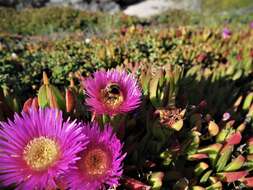 Image of Carpobrotus acinaciformis (L.) L. Bol.