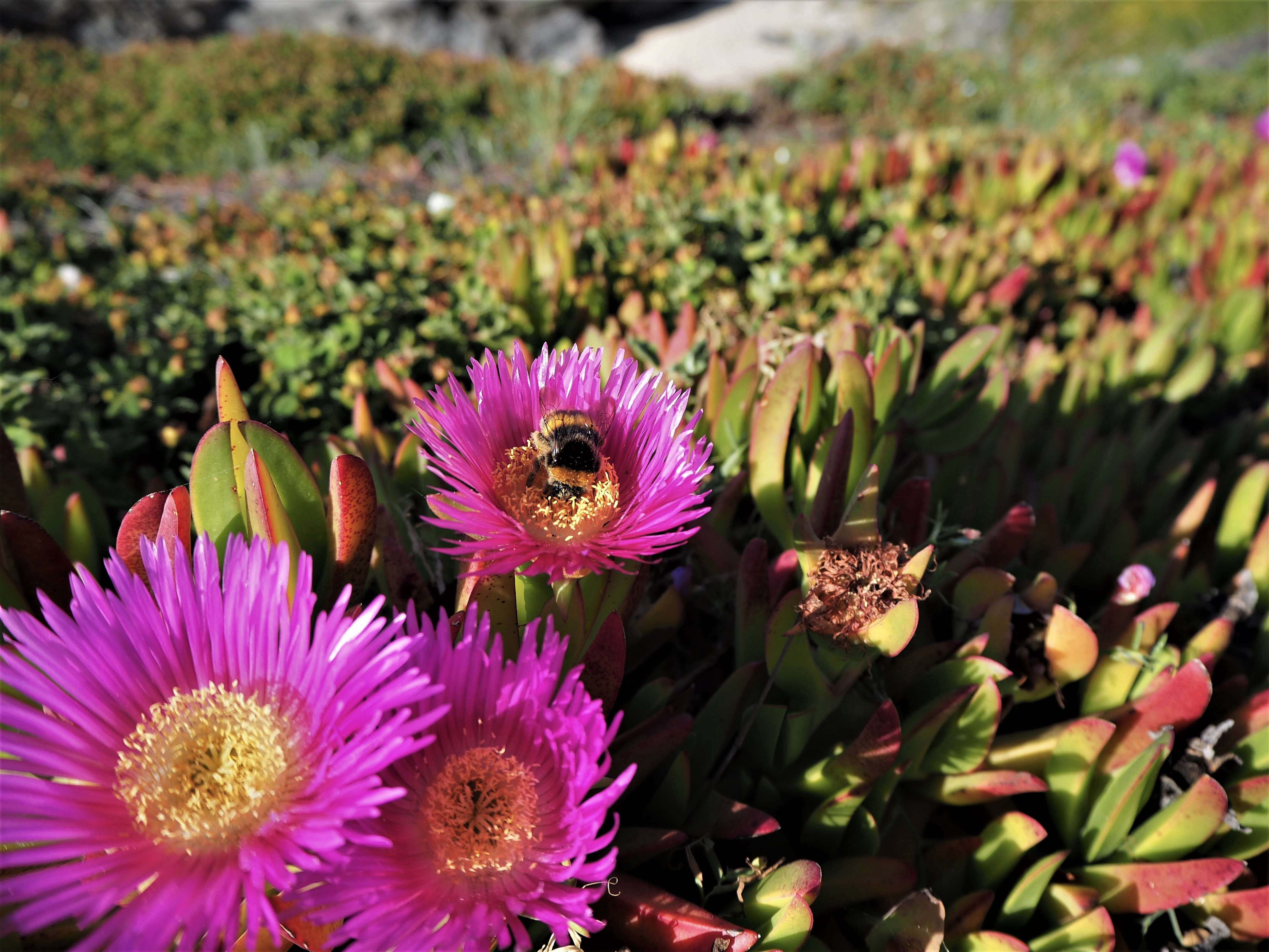 Image of Carpobrotus acinaciformis (L.) L. Bol.