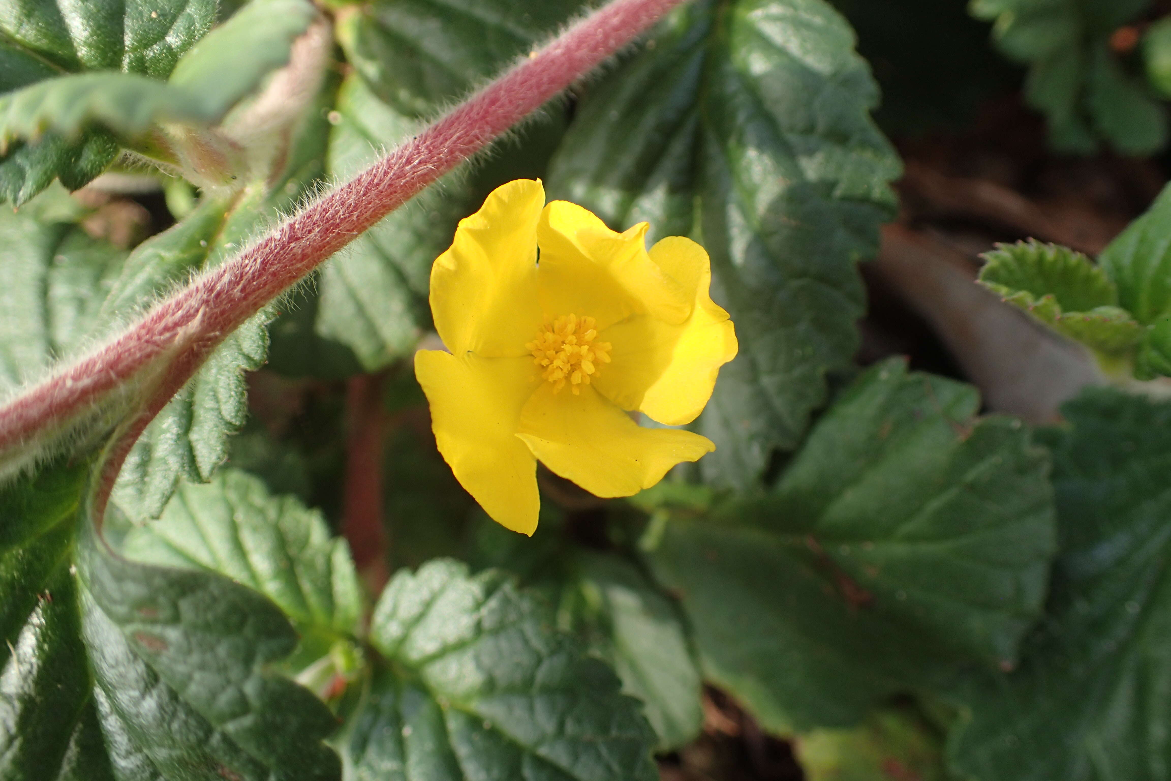 Image of Hibbertia grossulariifolia (Salisb.) Salisb.