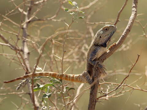 Image of Steppe Agama