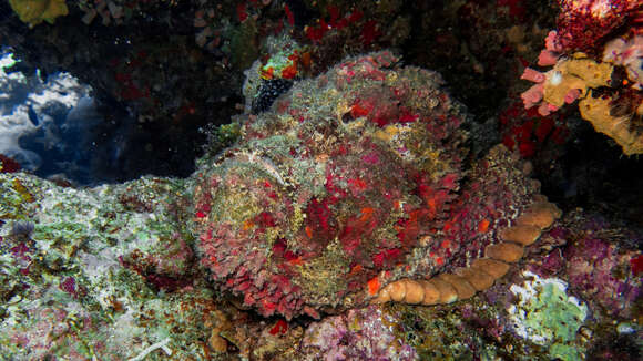 Image of Reef stonefish