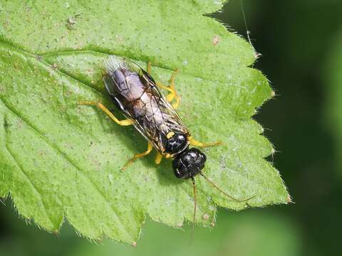 Image of <i>Pamphilius hortorum</i>