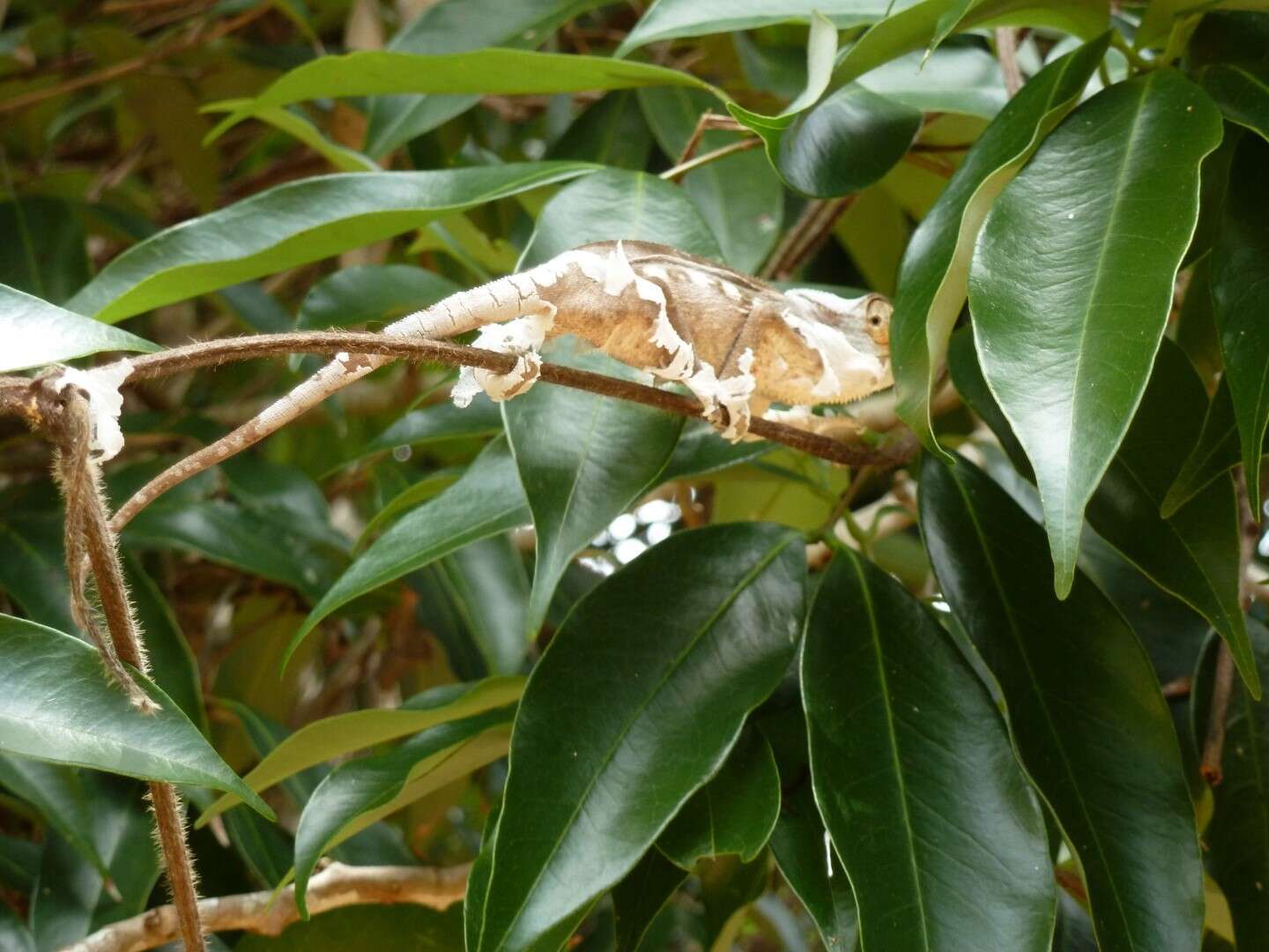 Image of Panther Chameleon