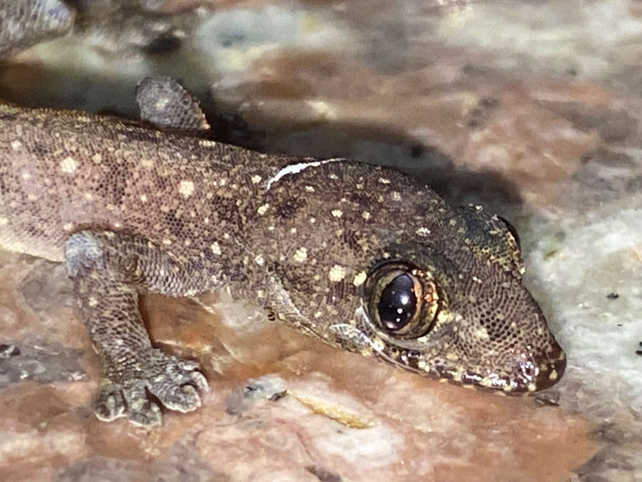 Gehyra mutilata (Wiegmann 1834) resmi