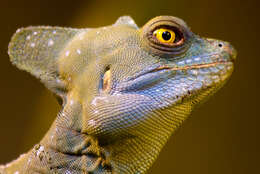 Image of Common Basilisk