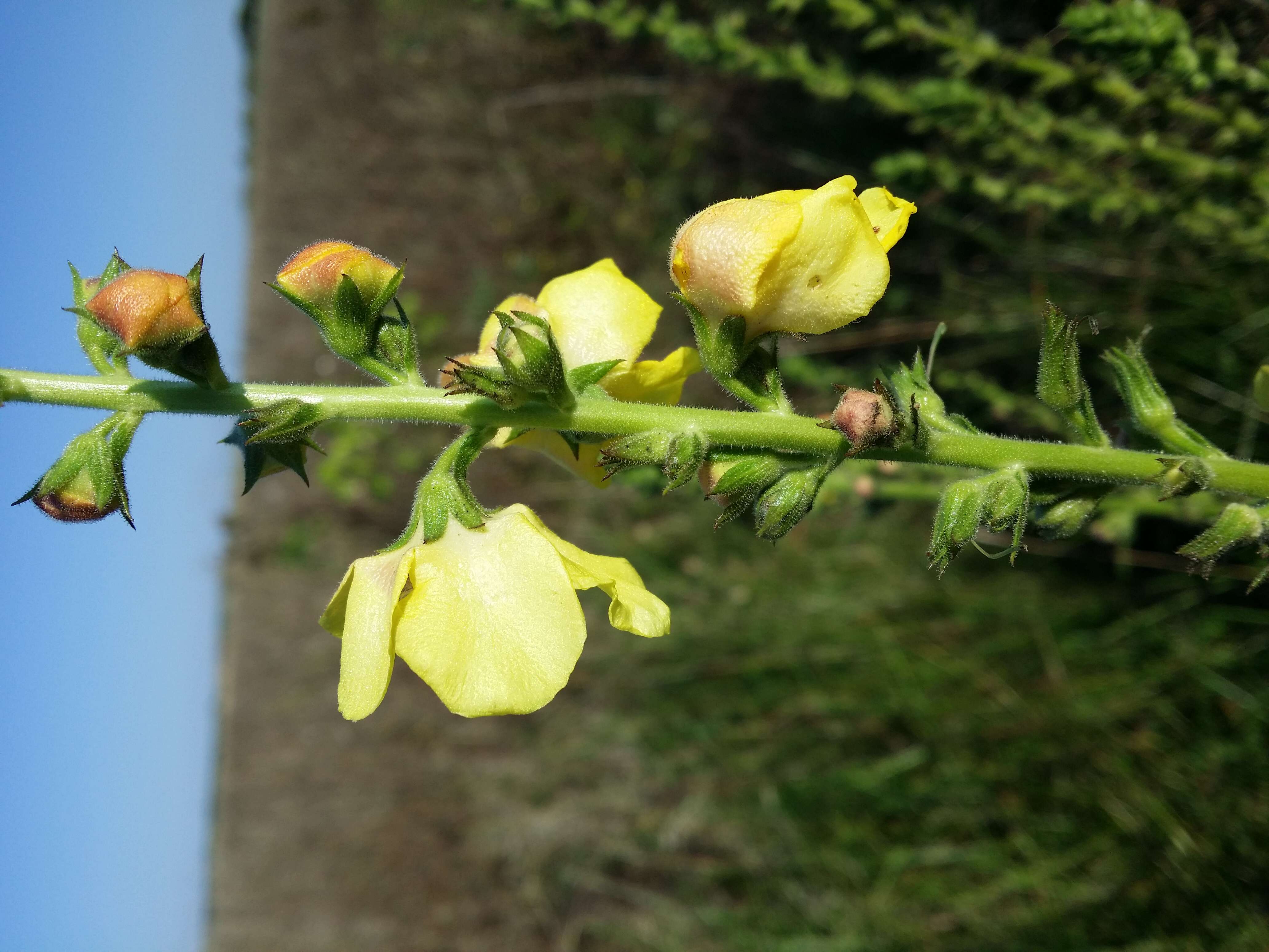 Imagem de Verbascum blattaria L.