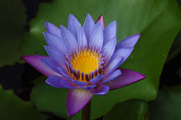 Image of blue star water-lily