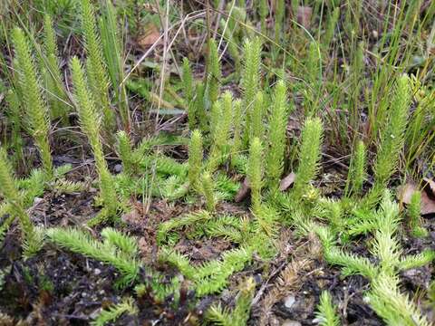 Image of Marsh Clubmoss