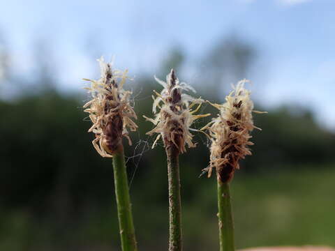 Image of Common Spike-rush