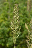 Imagem de Calamagrostis epigejos (L.) Roth