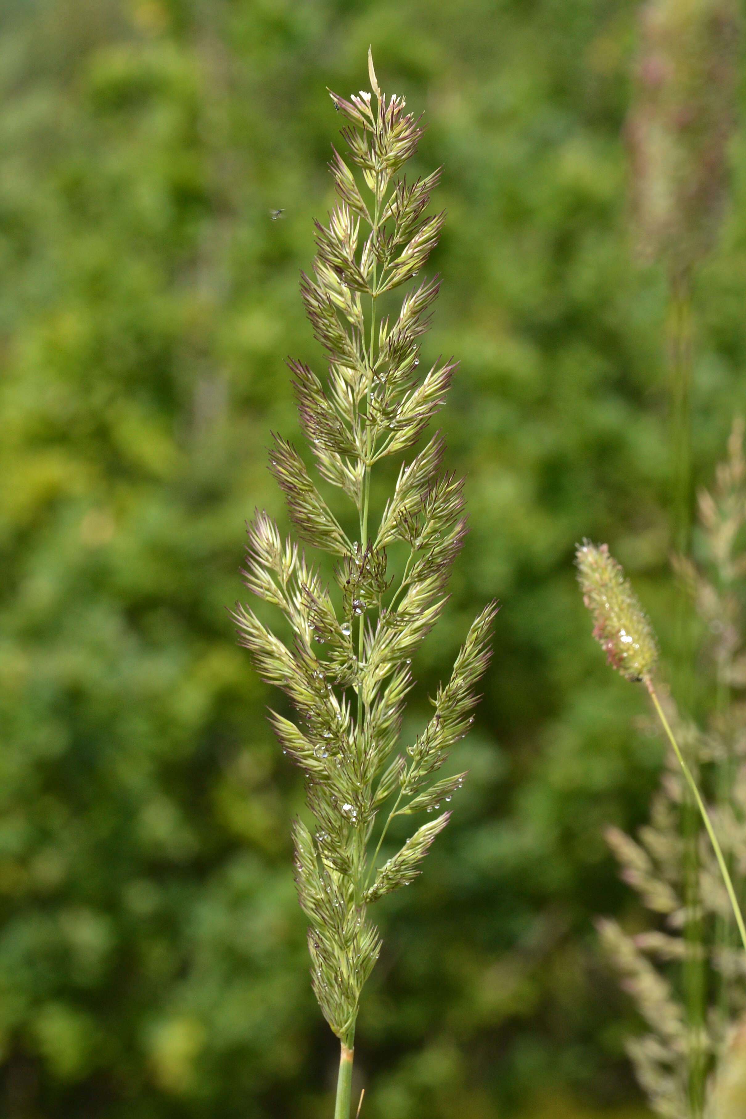 Imagem de Calamagrostis epigejos (L.) Roth