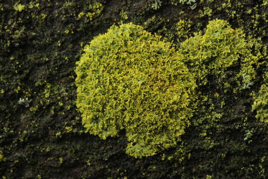 Image of lemon lichen