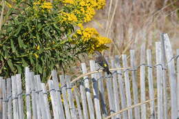 Image of Myrtle Warbler