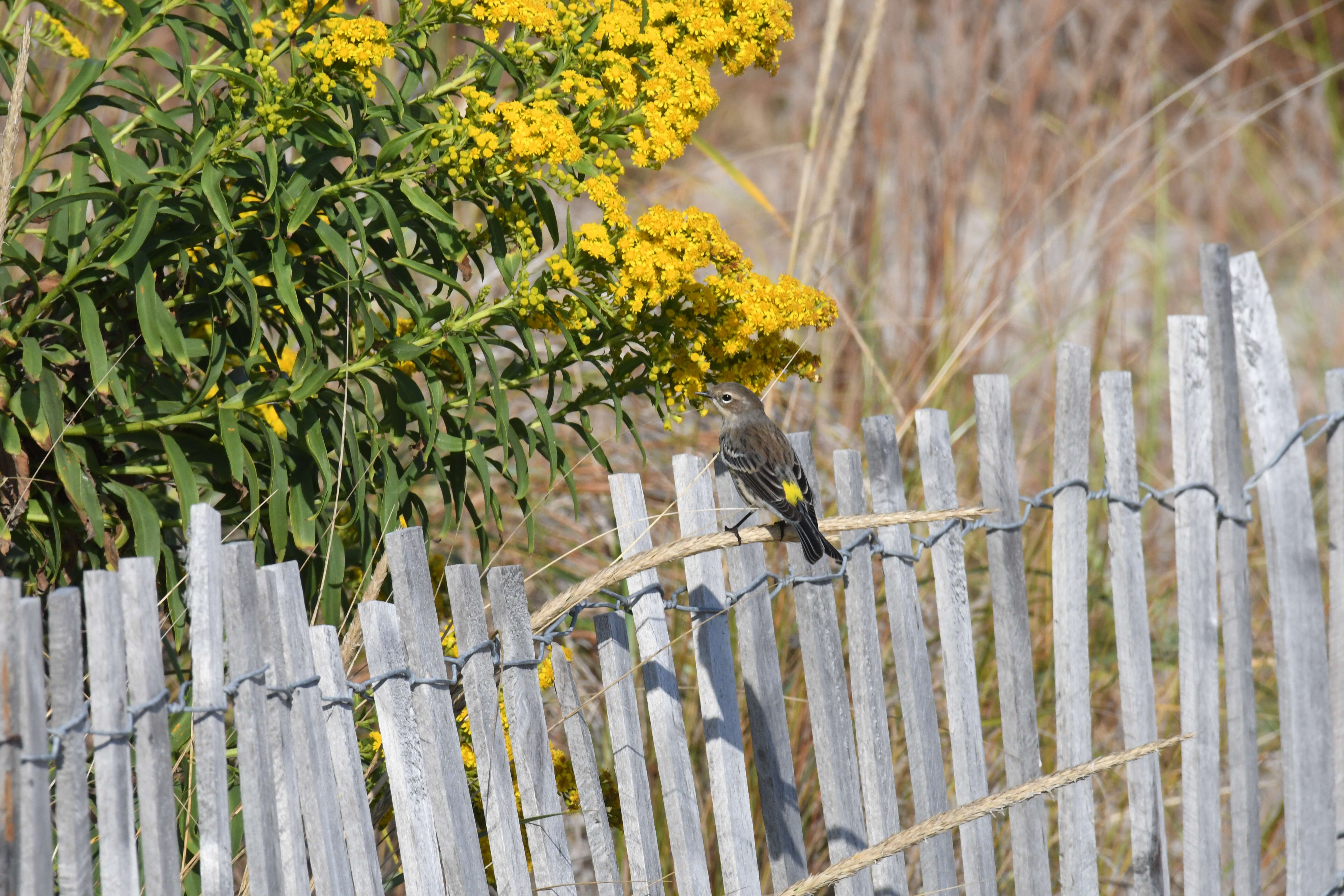 Image of Myrtle Warbler