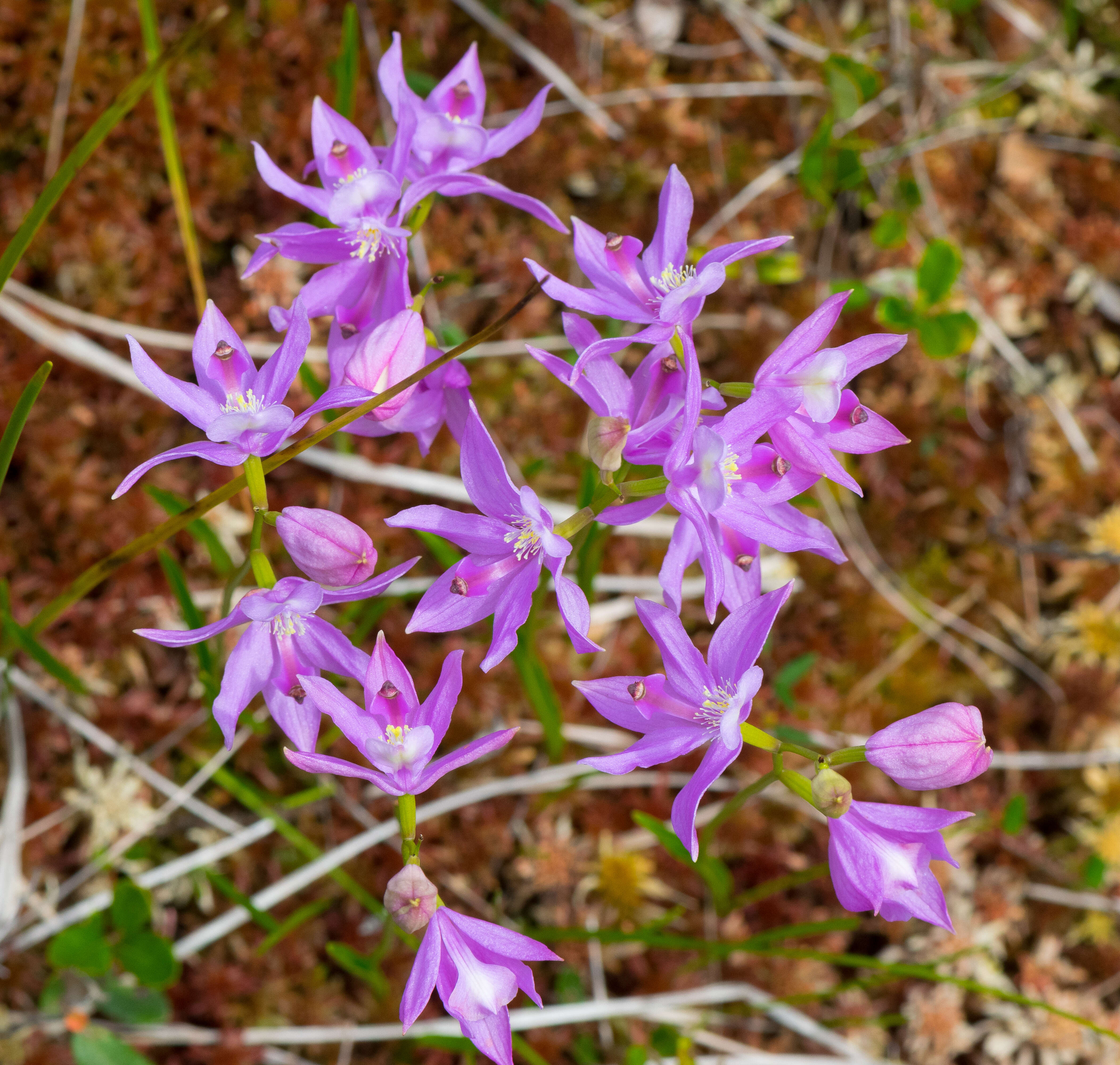 Image of tuberous grasspink