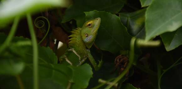 Image of Common green forest lizard