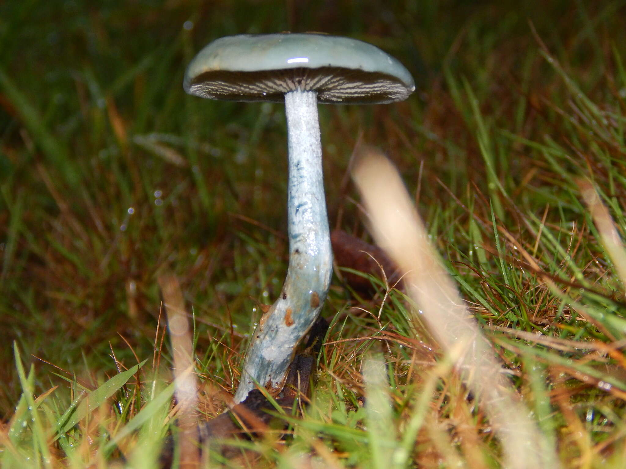 Image of Stropharia caerulea Kreisel 1979