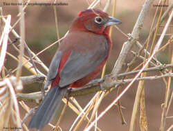 Image of Red Pileated Finch