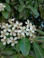 Image de Pyracantha coccinea M. J. Roemer