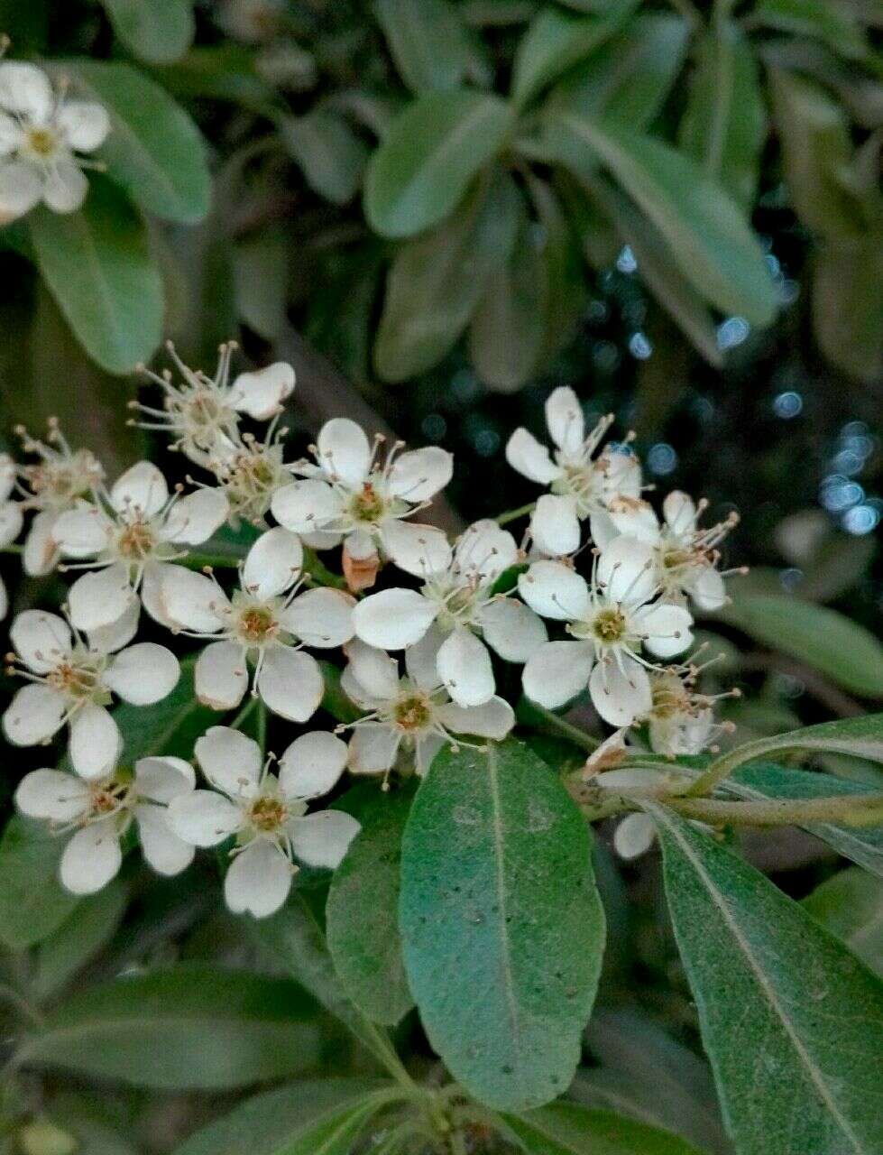 Image de Pyracantha coccinea M. J. Roemer