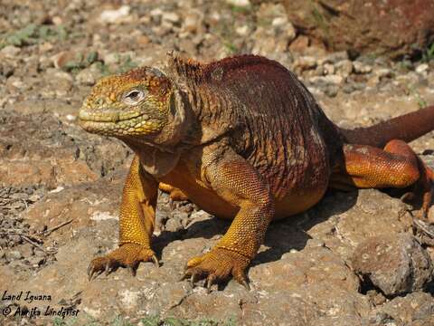 Image of Galapagos Land Iguana