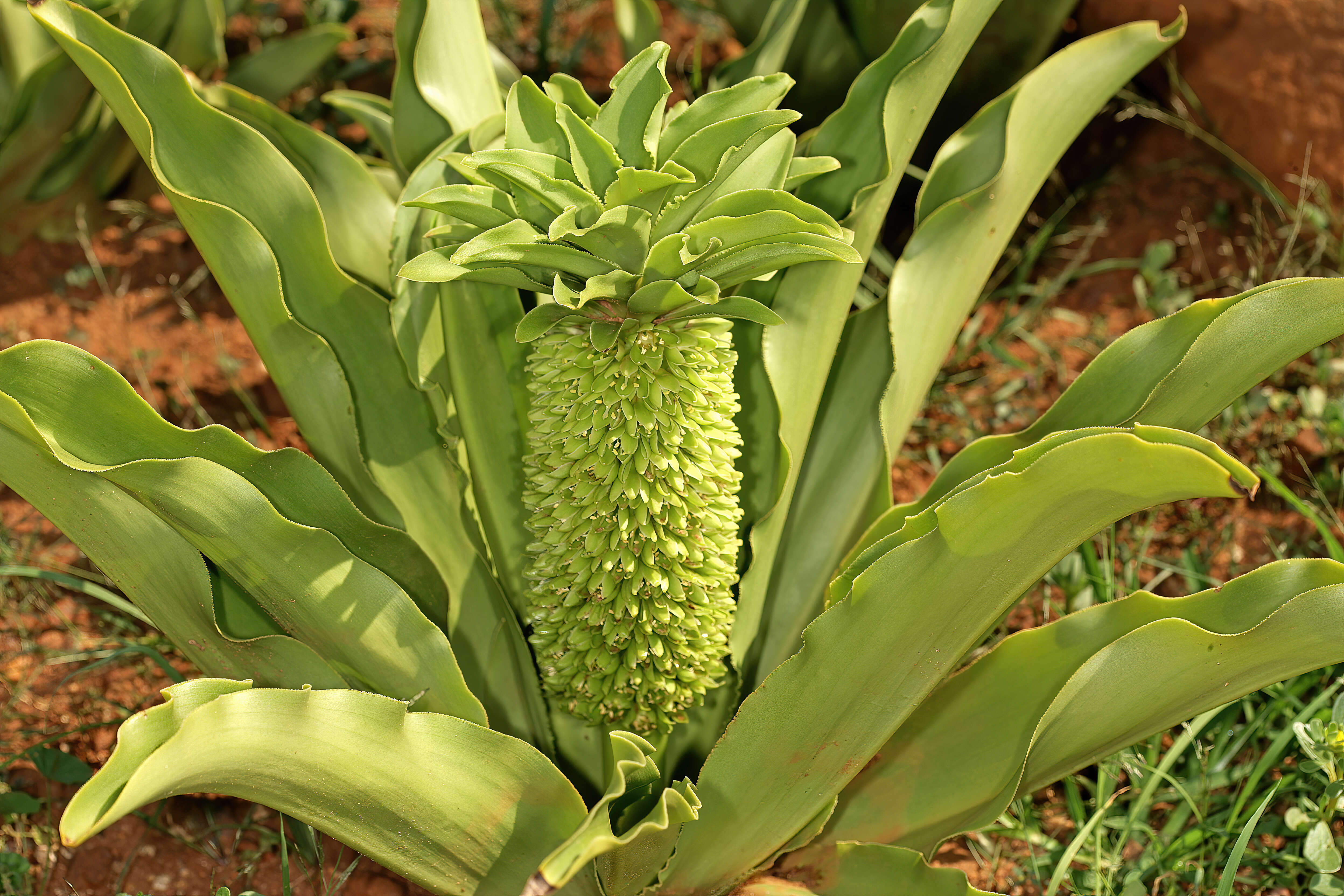 Imagem de Eucomis autumnalis (Mill.) Chitt.