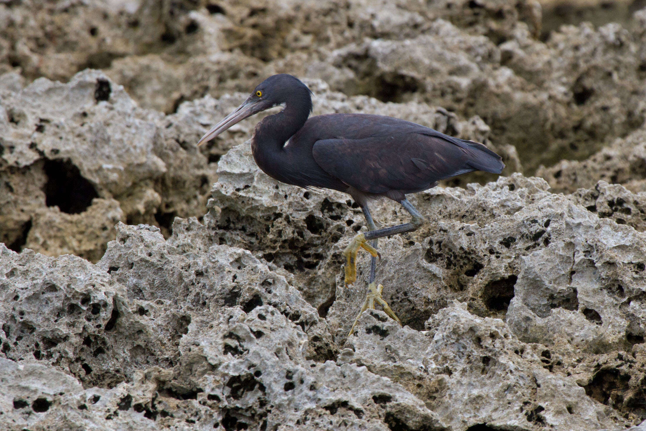 Image de Aigrette sacrée