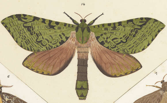 Image of Aenetus virescens