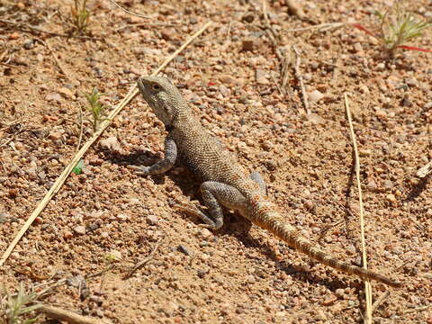 Image of Steppe Agama