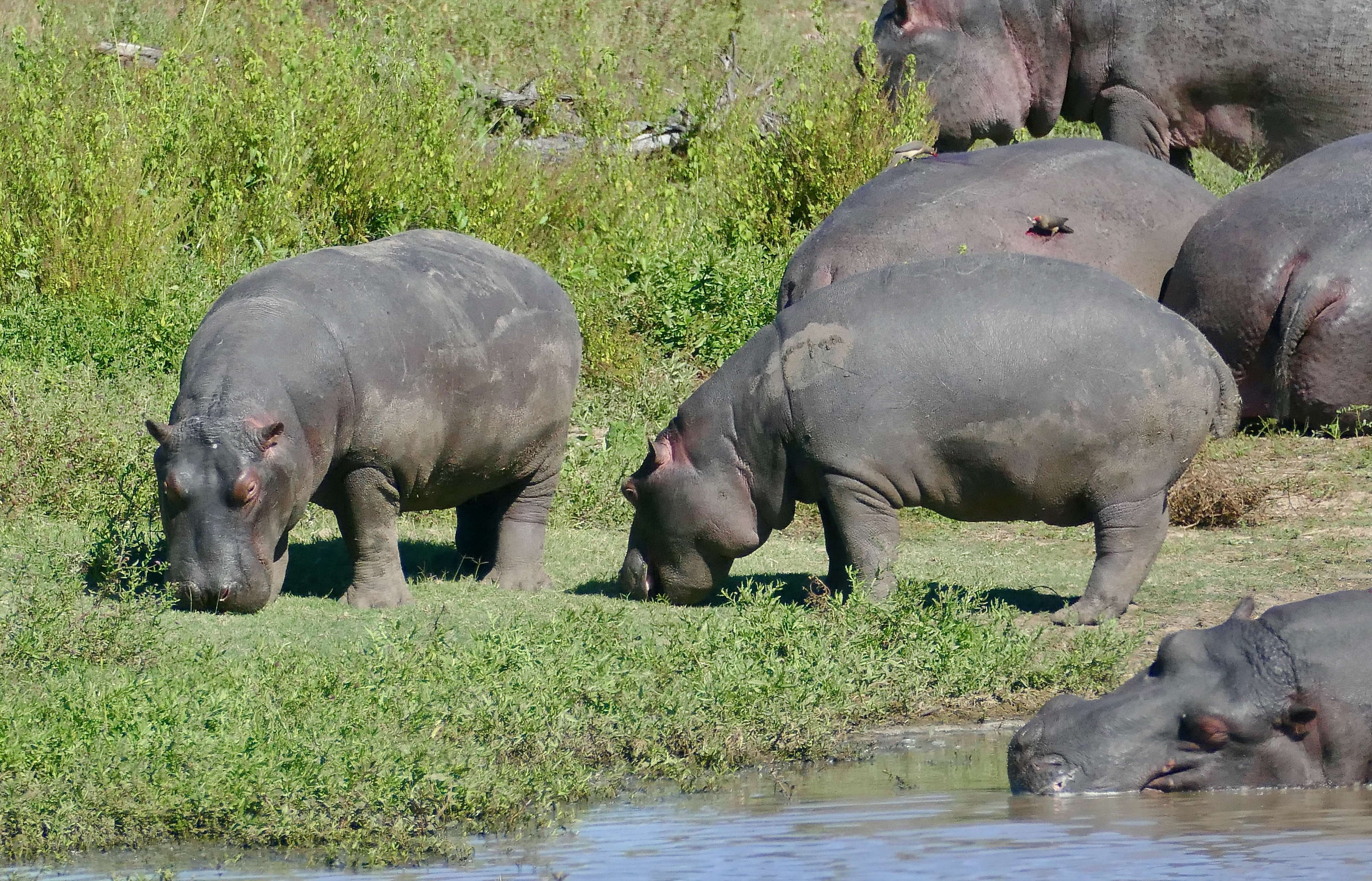 Hippopotamus Linnaeus 1758 resmi