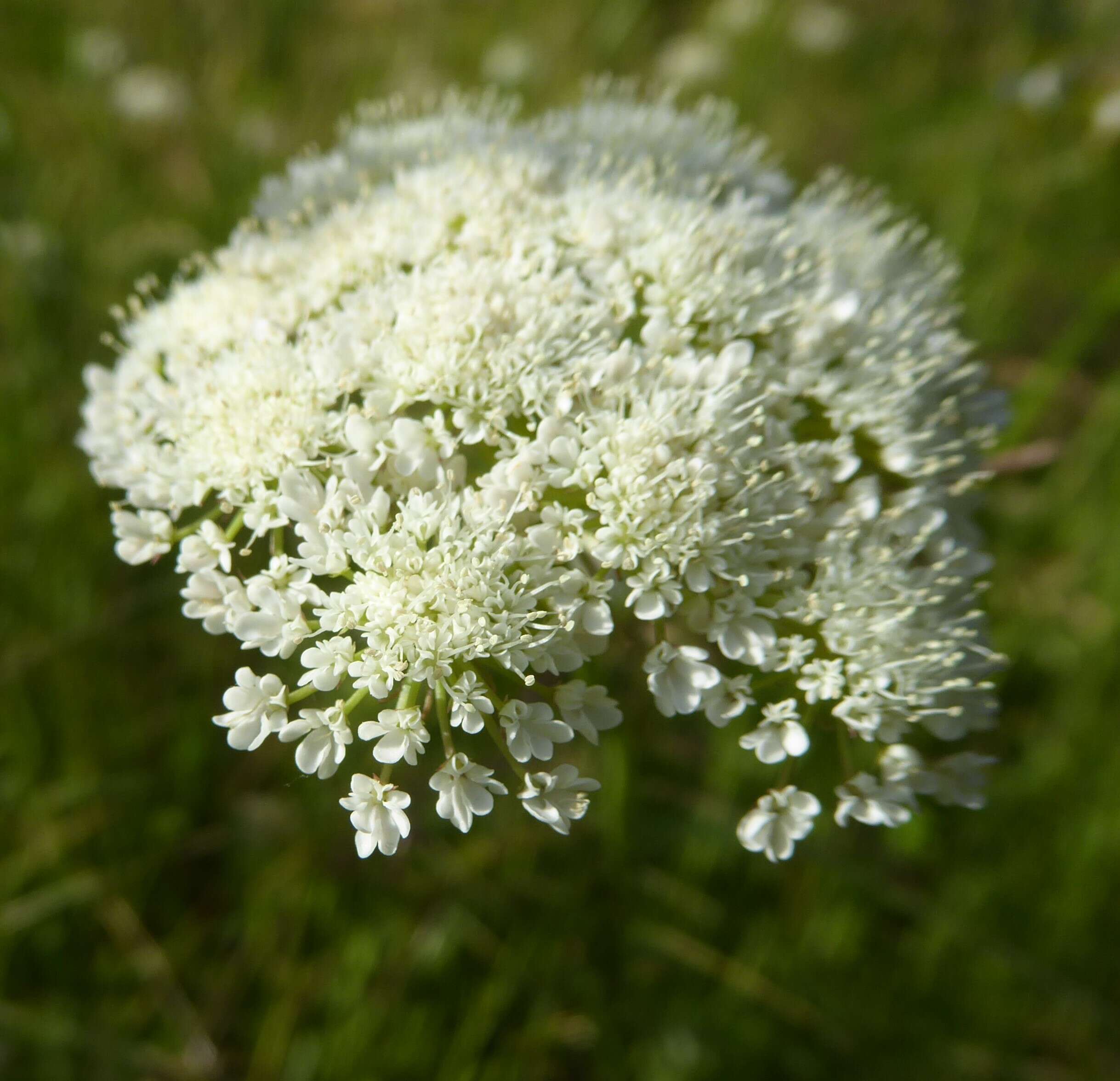 Imagem de Oenanthe pimpinelloides L.