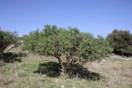 Image of Anagyris foetida L.