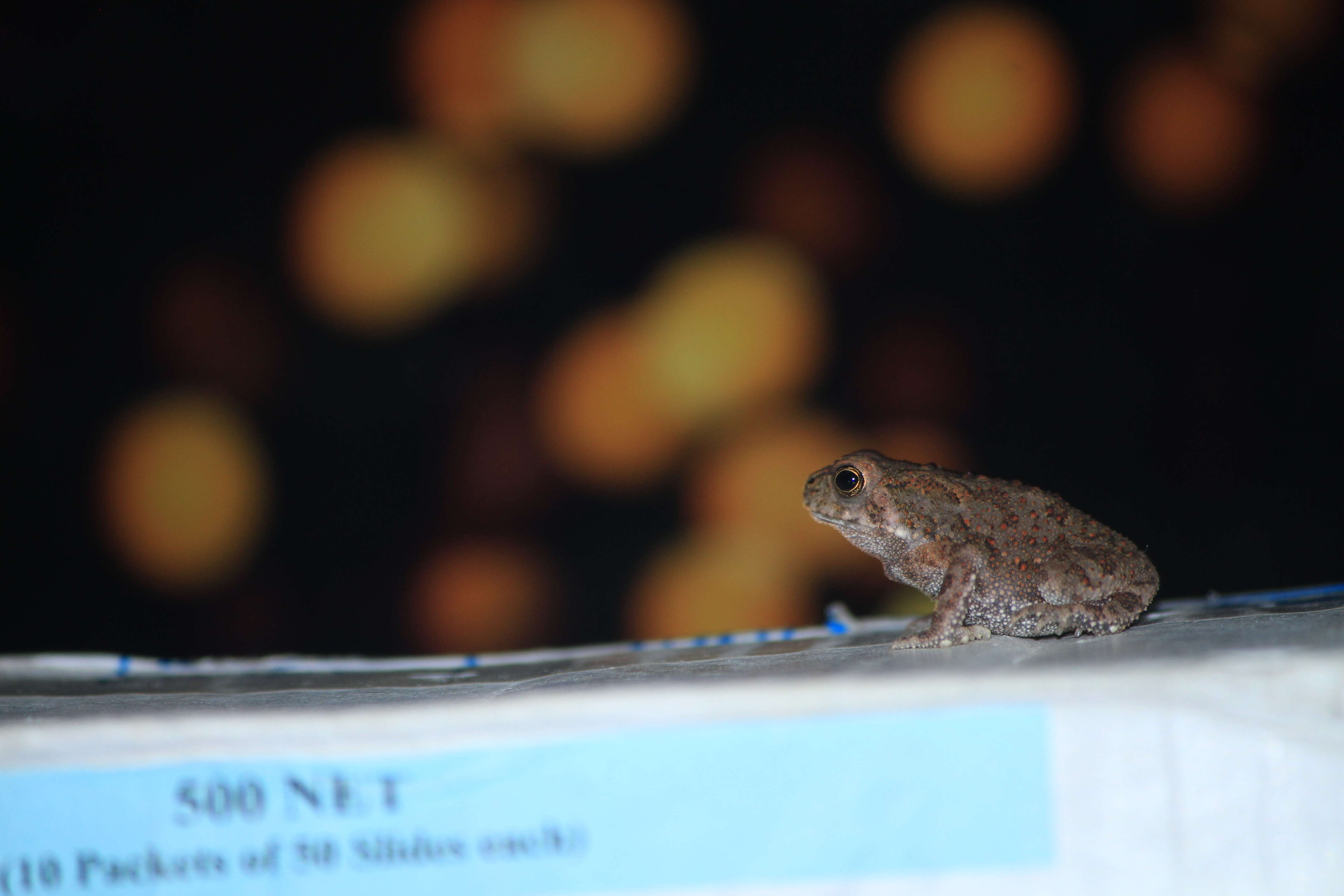 Image of Asian black-spined toad