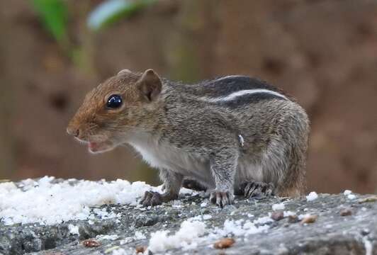 Image of Jungle Palm Squirrel