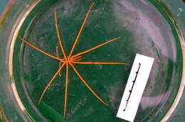 Image of Colossendeidoidea