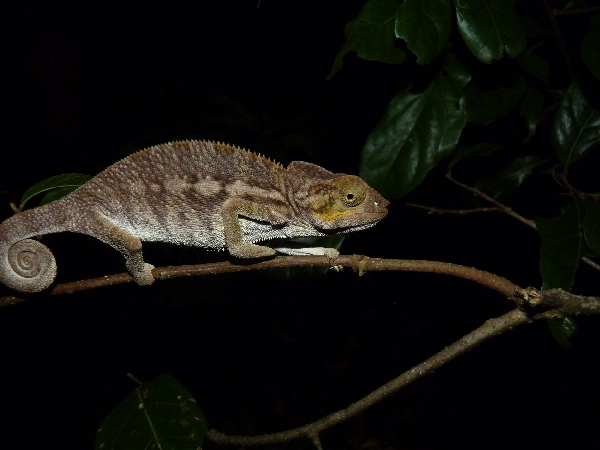 Image of Panther Chameleon