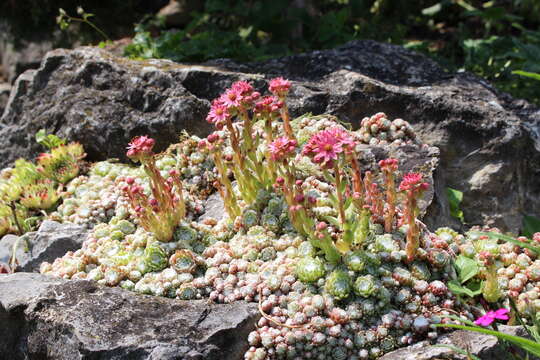 Image of Cobweb Houseleek