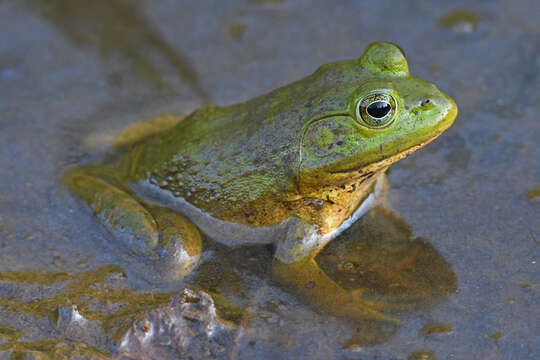 Image of American Bullfrog