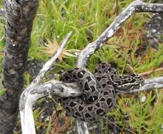 Bitis atropos (Linnaeus 1758) resmi