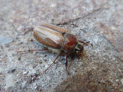 Image of chestnut cockchafer