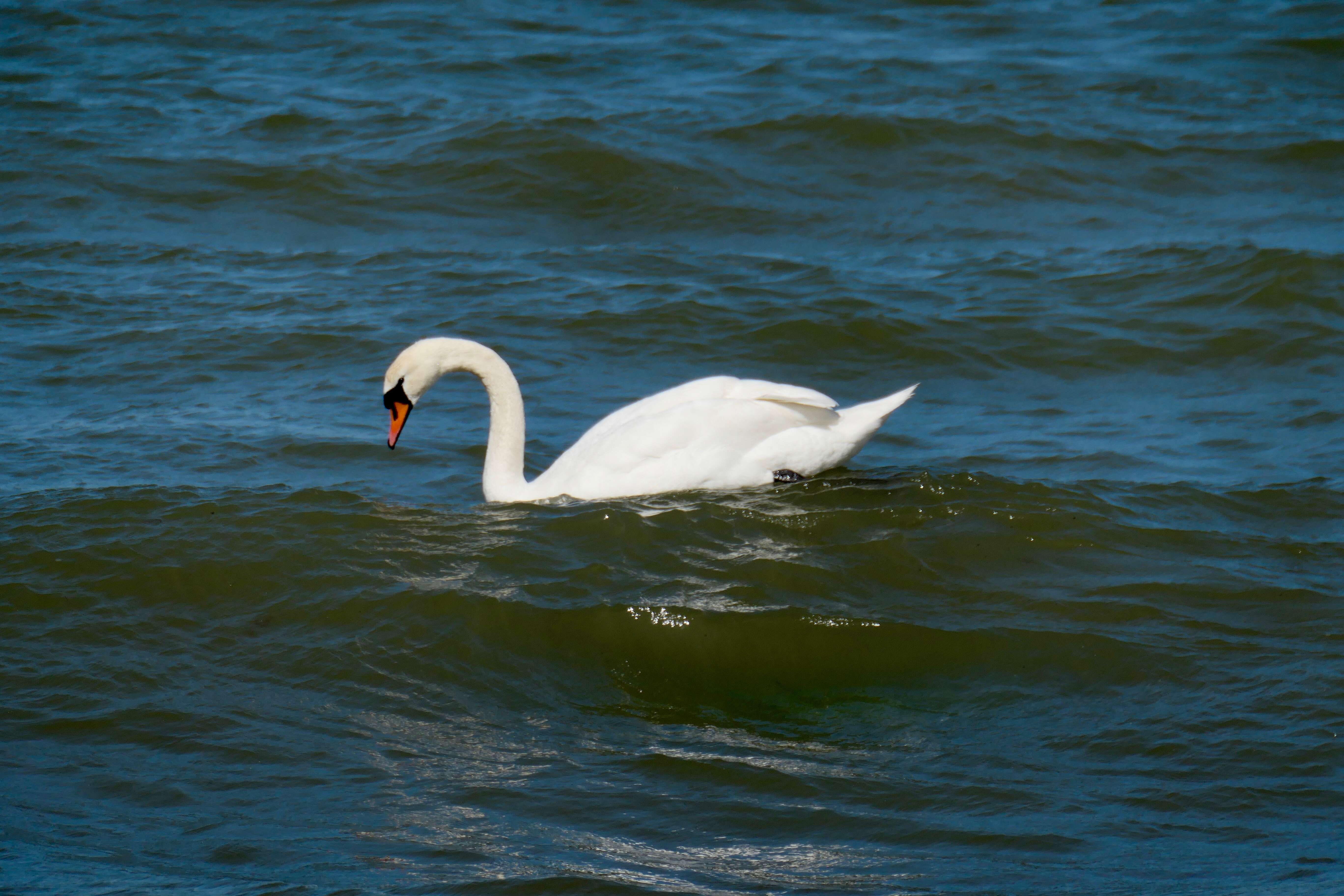 Image of Mute Swan