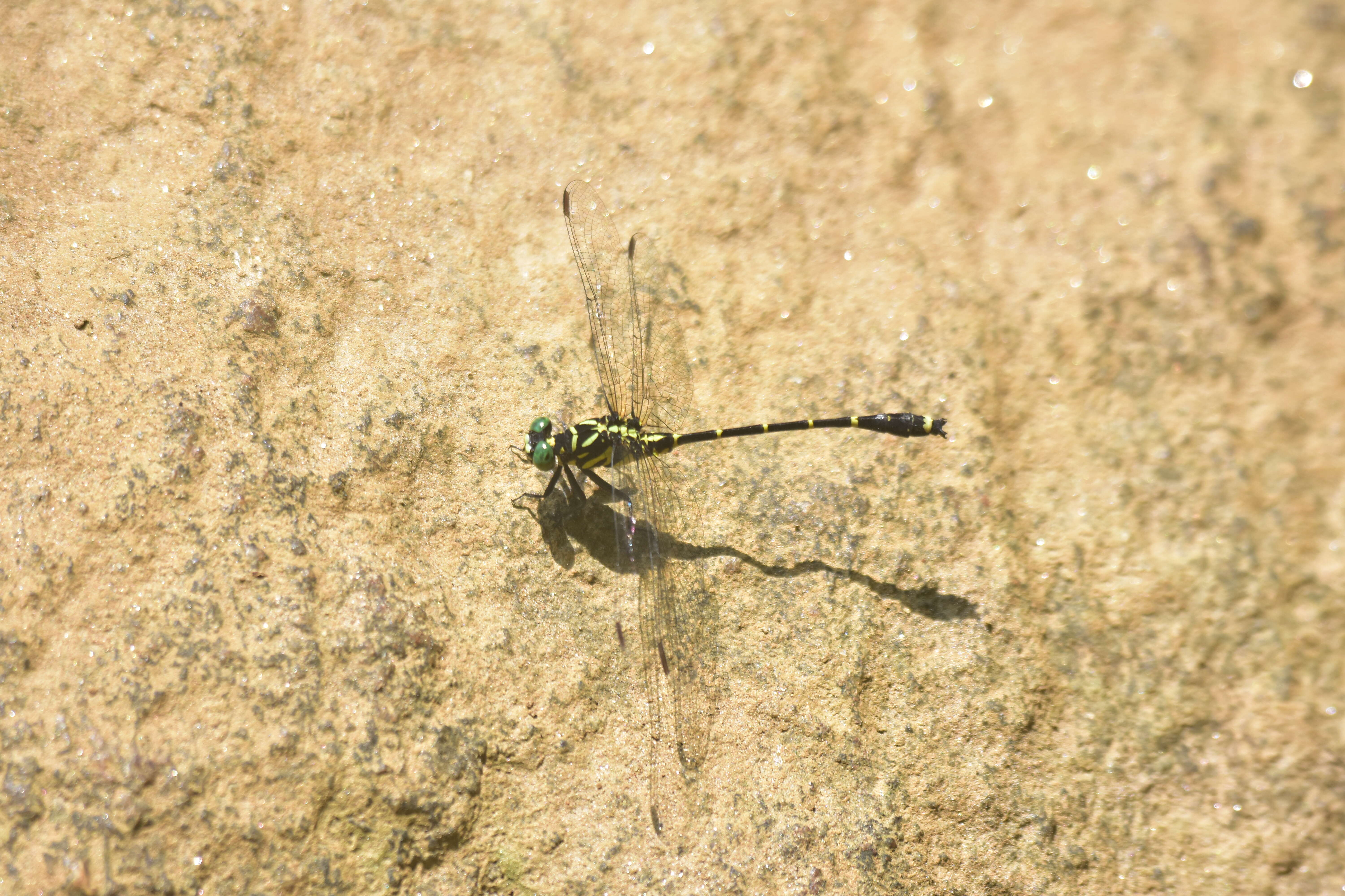 Image of Burmagomphus cauvericus Fraser 1926