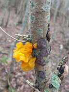 Image of Witches butter