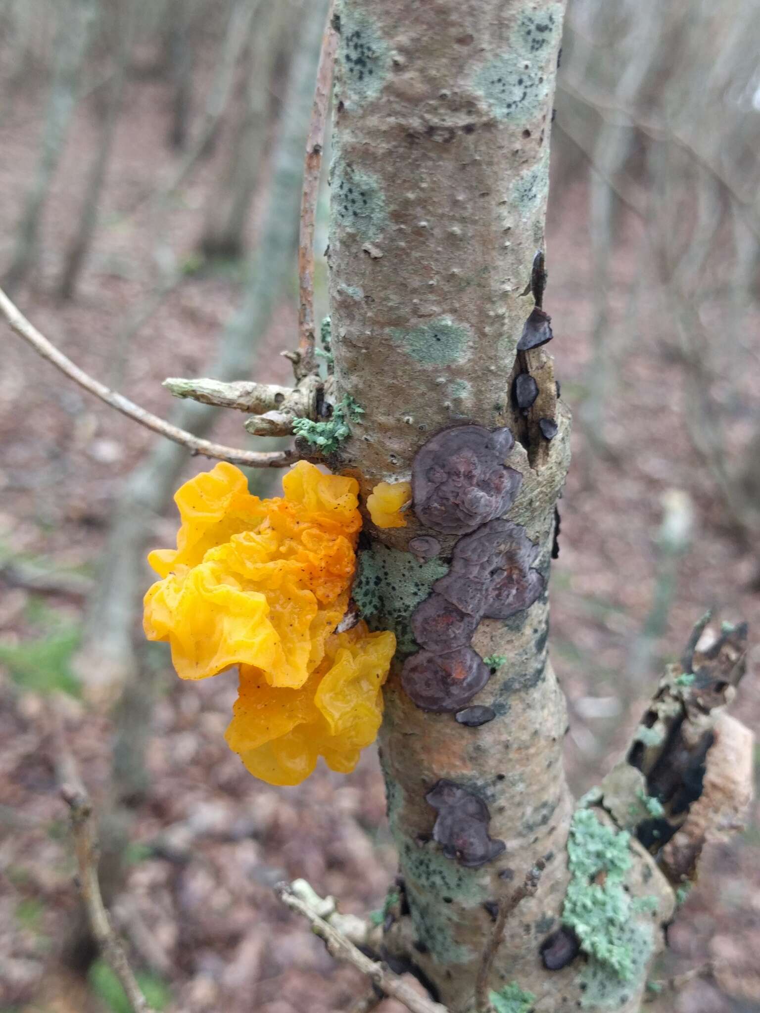 Image of Witches butter