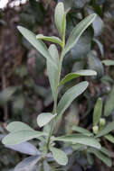 Image of Bupleurum handiense (Bolle) G. Kunkel