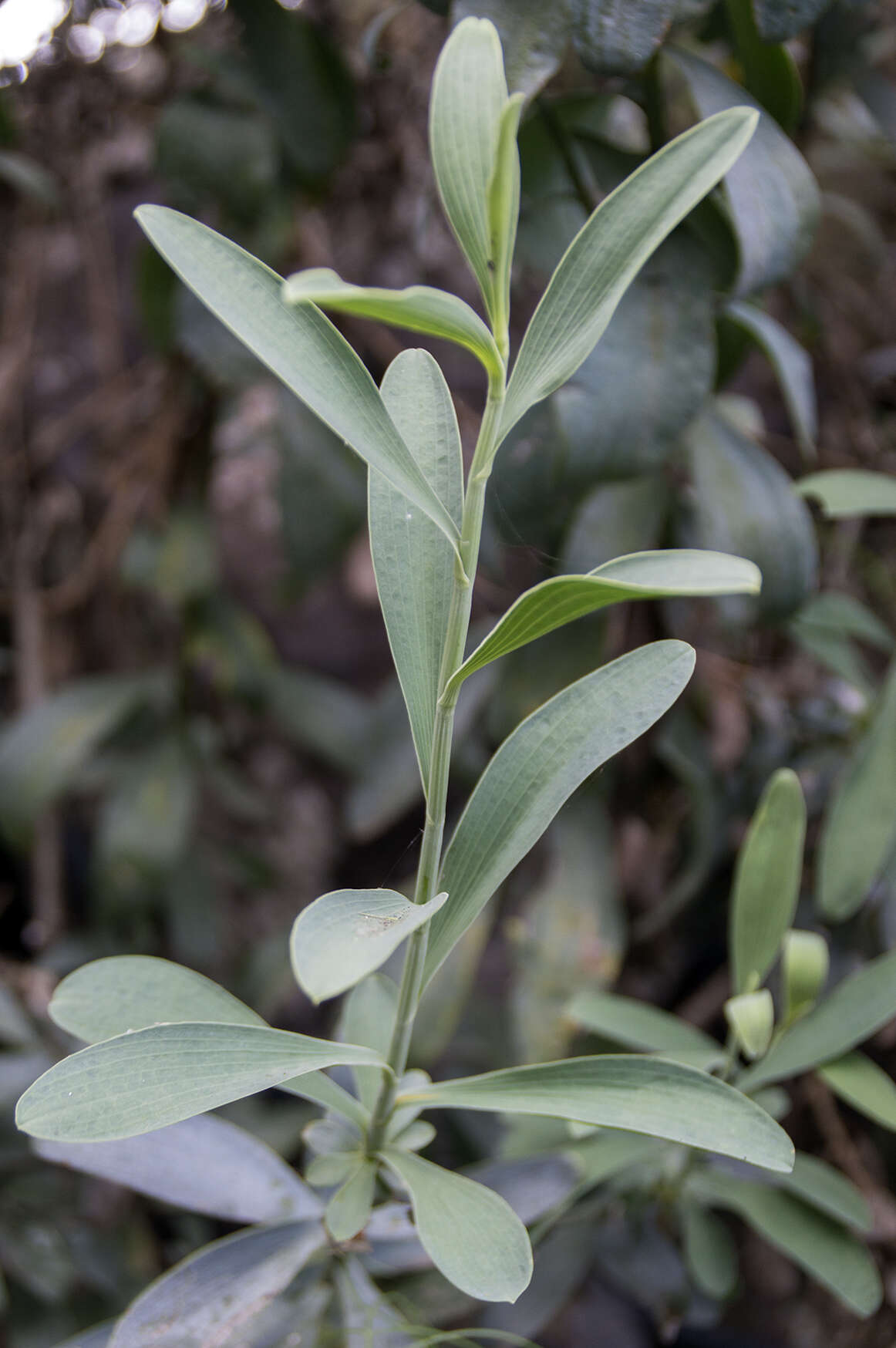 Image of Bupleurum handiense (Bolle) G. Kunkel