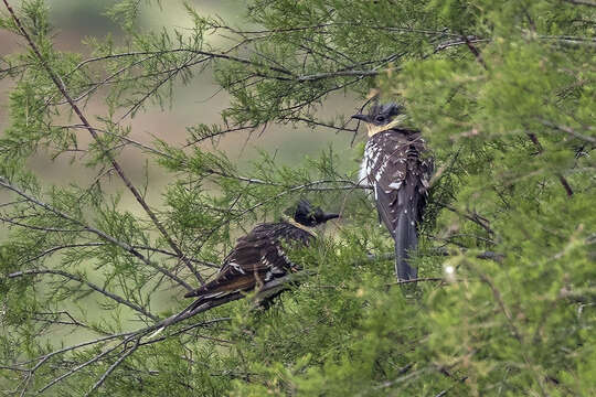 Imagem de Clamator glandarius (Linnaeus 1758)